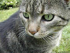Gatti (387)